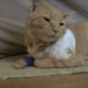Illustration for article titled Hero Cat Takes a Bullet For His Boy